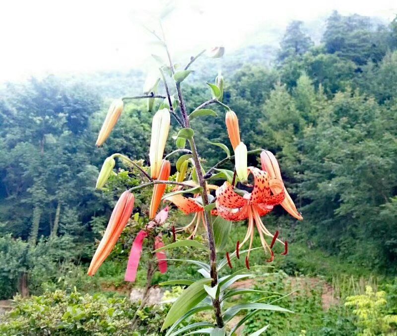 百合花(huā)  襄陽聖火廣告